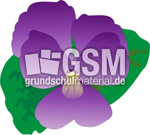 Veilchen.tif